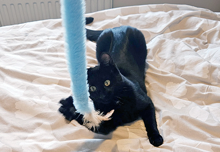 Black cat playing with blue feather toy